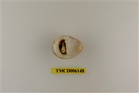 藏品(光螯硬殼寄居蟹)的圖片